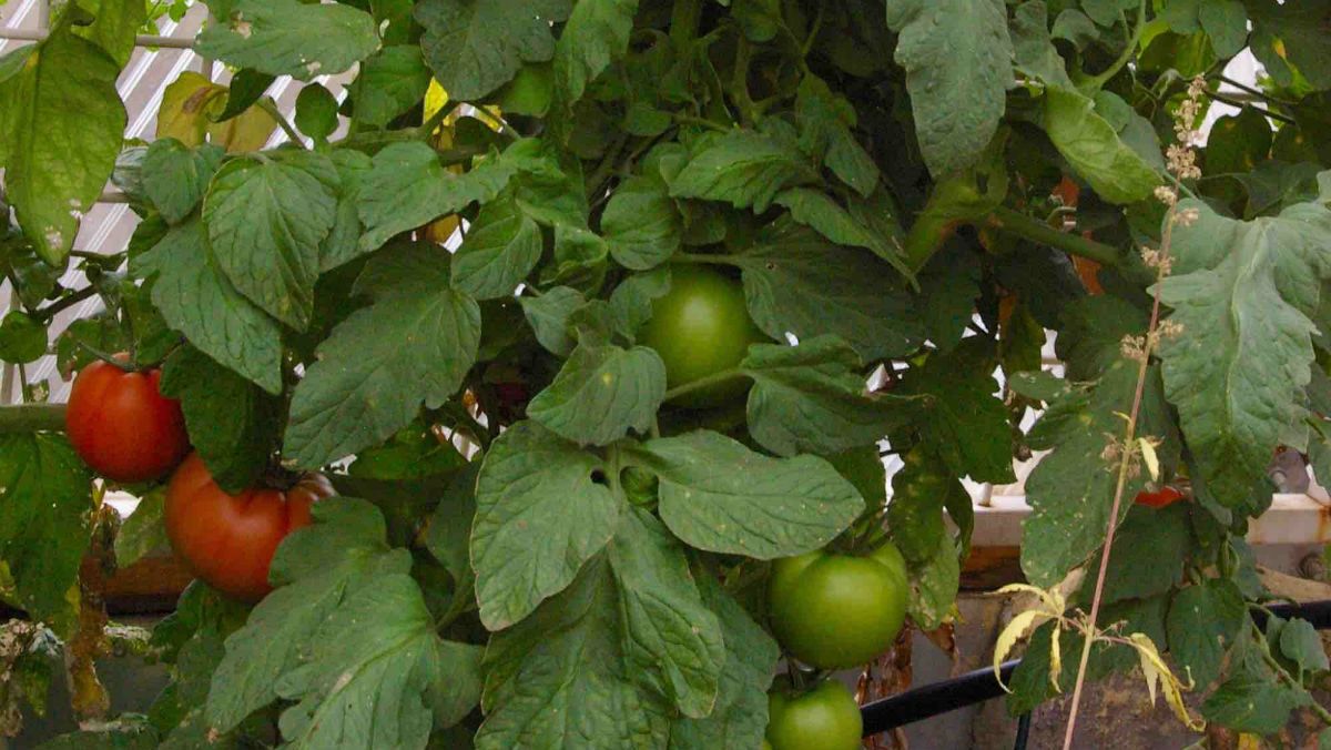 Local food producers share stories