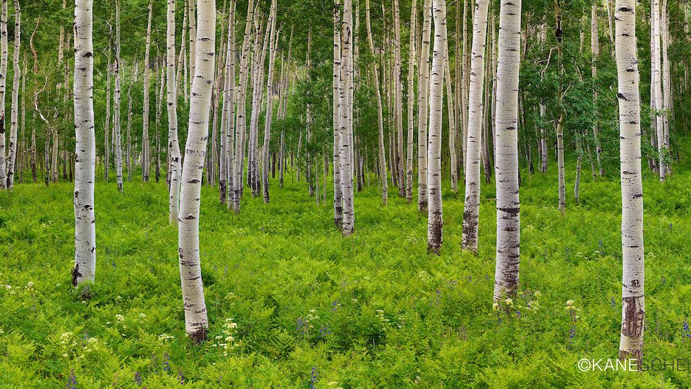 Aspen Fern by Kane Scheidegger