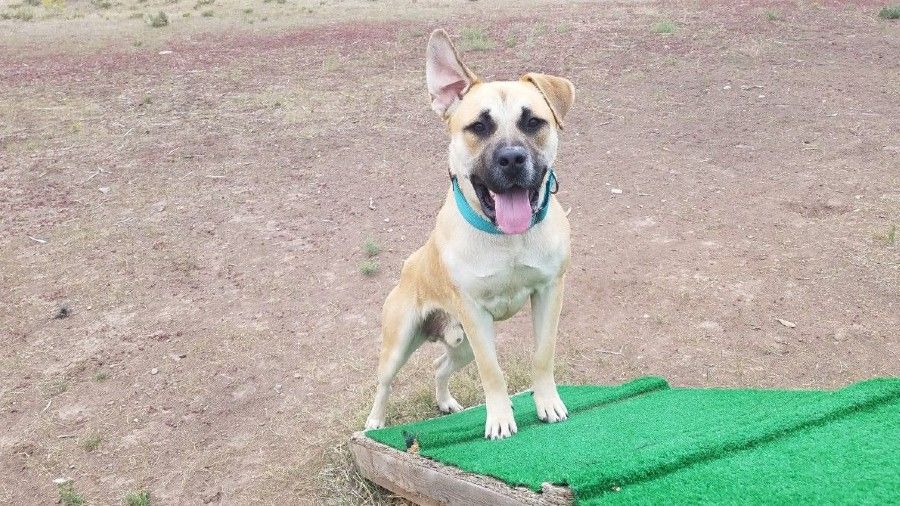 Logo for the Second Chance Humane Society